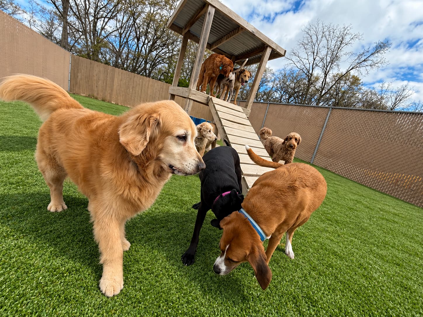Dogs playing together on a turf demo in one of our fenced play areas, with a wooden play structure