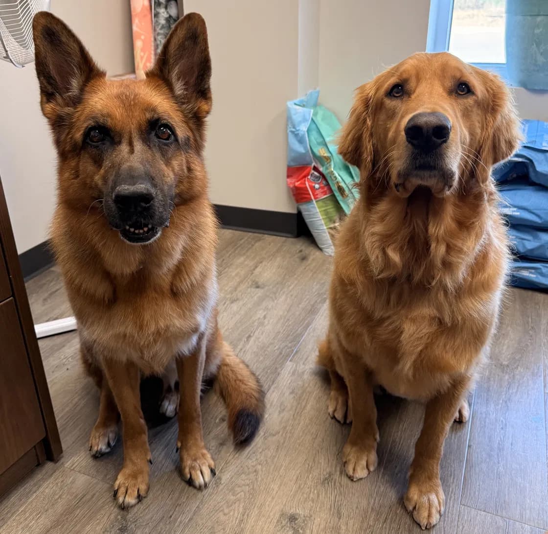 Avi the German Shepherd and Link the Golden Retriever sitting side by side at the daycare, freshly groomed