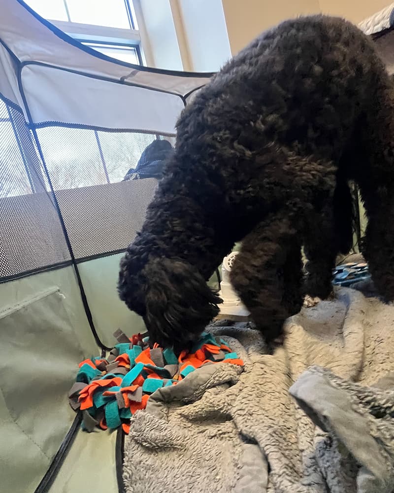Curly-haired dog nose-deep in a snuffle mat inside the Canine Cabana