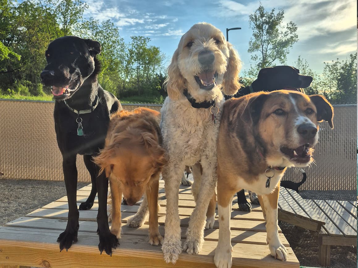 Dogs playing in a yard, glass garage door open behind them
