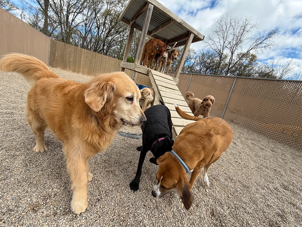 Handler watching over a play group in the yard
