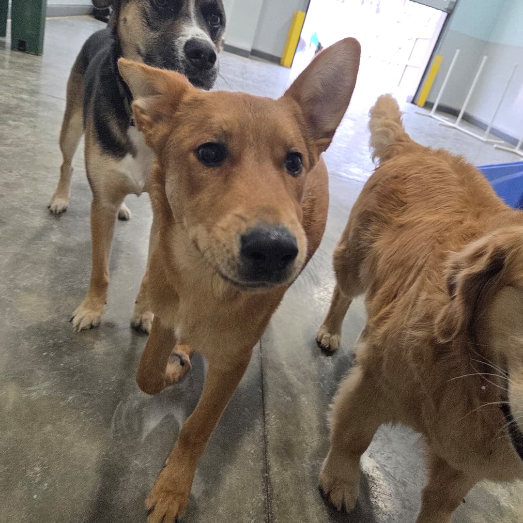 Dogs playing in the indoor play room at Leader of the Pack, glass garage door open to the yard behind them