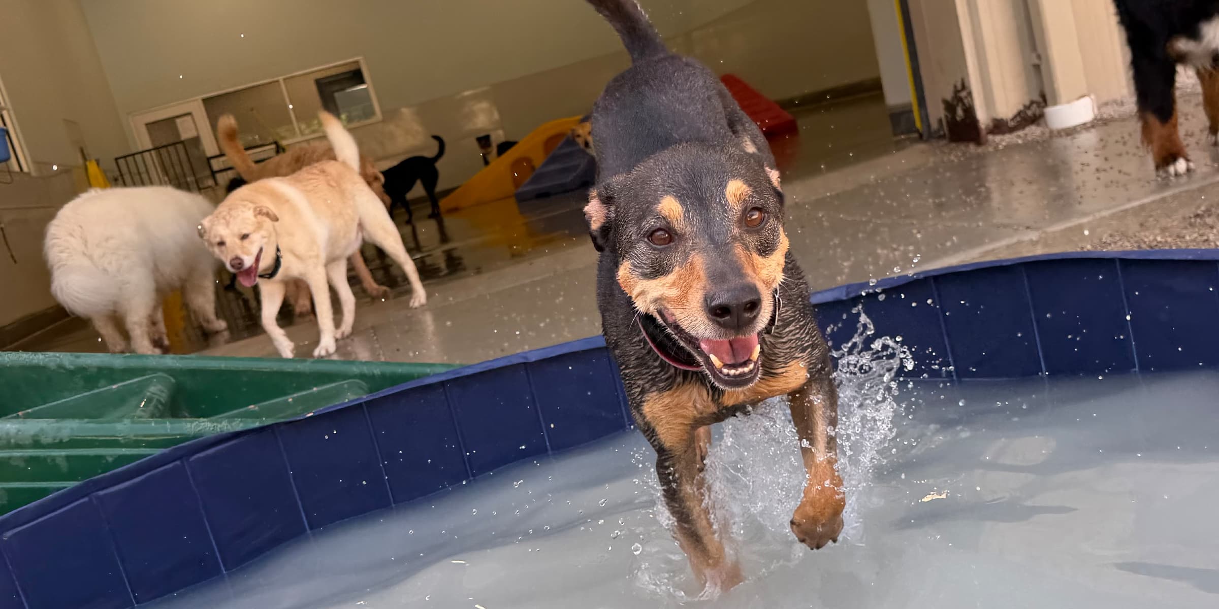 Wet heeler mix charging through the splash pool mid-play, with the pack playing behind