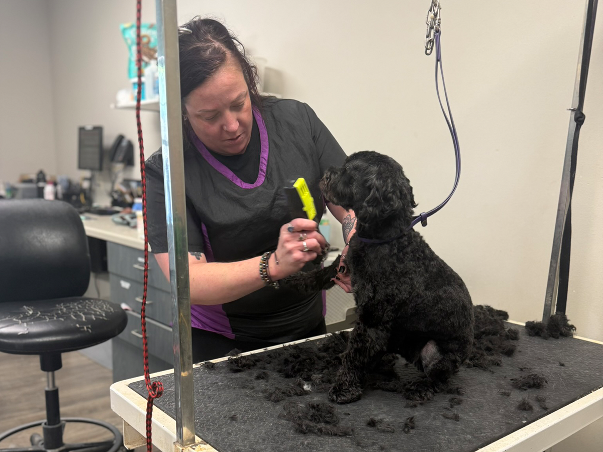 Groomer working carefully on dog coat, focused and calm