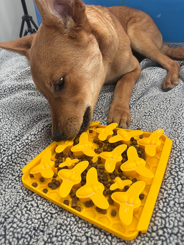Dog working a snuffle mat in the enrichment room