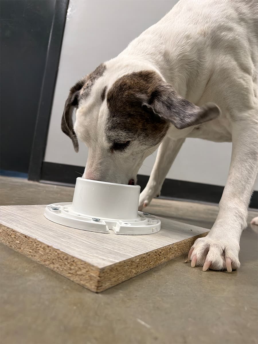 Handler doing one-on-one enrichment with a dog, puzzle work or a sniff walk