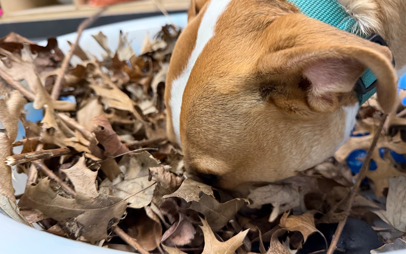 Dog working a puzzle mat with kibble, focused and engaged