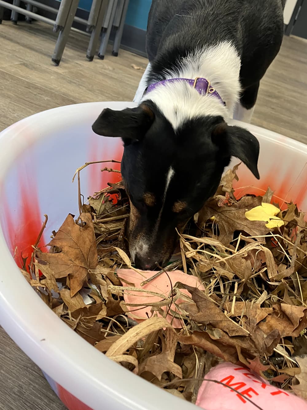 Dog nose-deep in a bin of dried leaves, foraging for hidden treats
