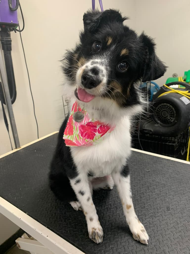 Freshly groomed dog with a floral bandana sitting on the grooming table