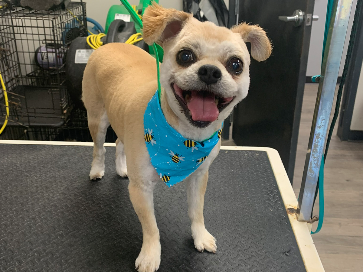 Happy freshly groomed dog with bandana, owner reuniting