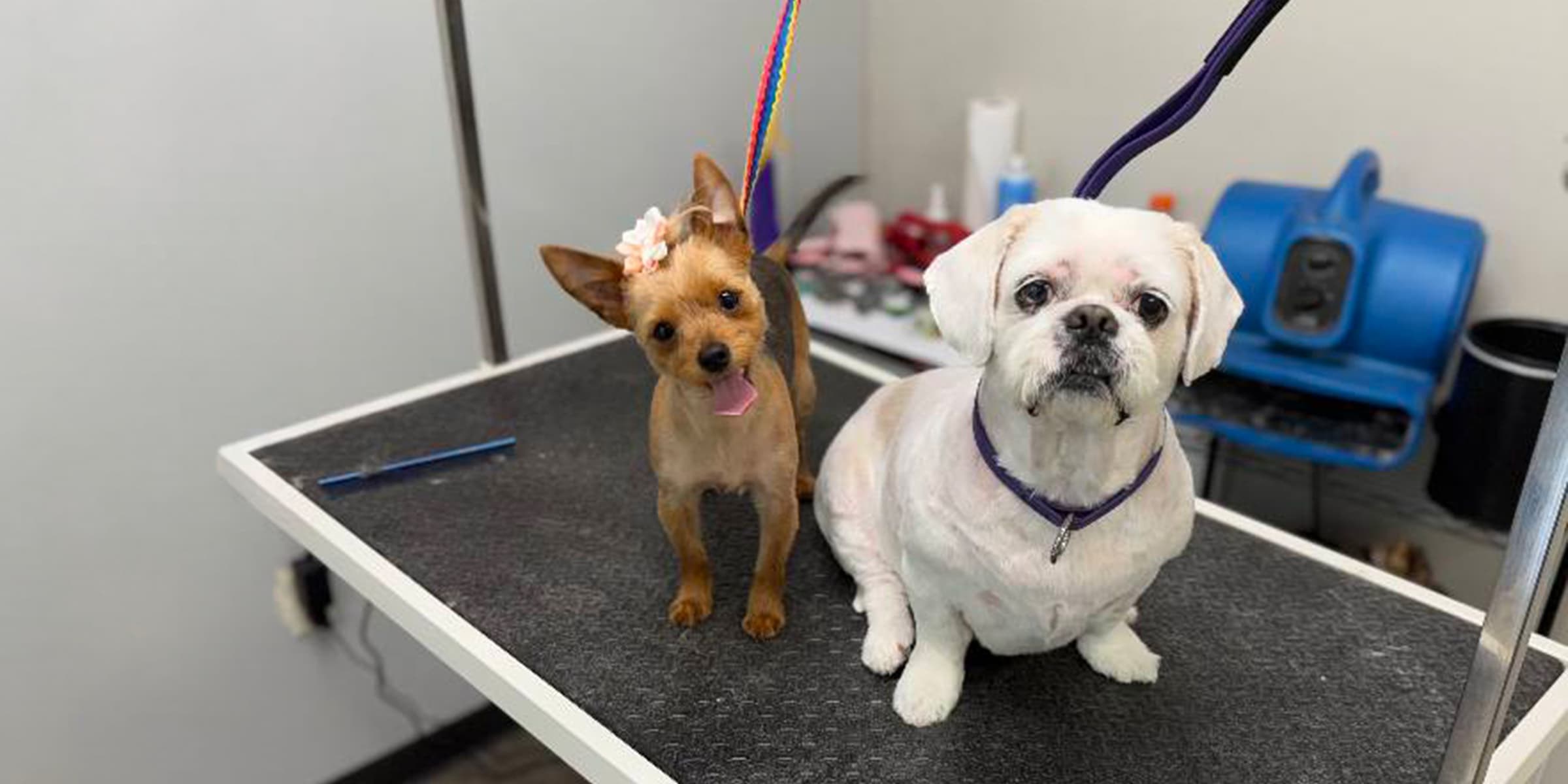 Two freshly groomed dogs sitting on the grooming table