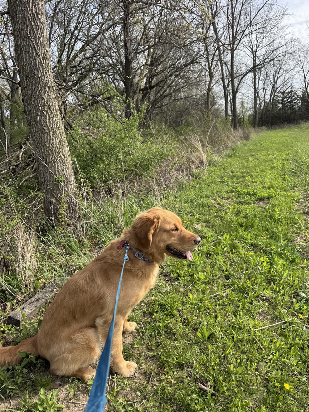 Dog on a private, leashed one-on-one nature walk with a handler