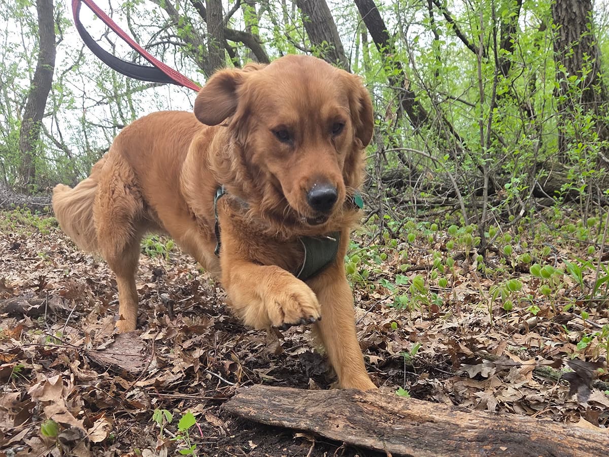 Dog on a leashed walk through the wooded trails on the property