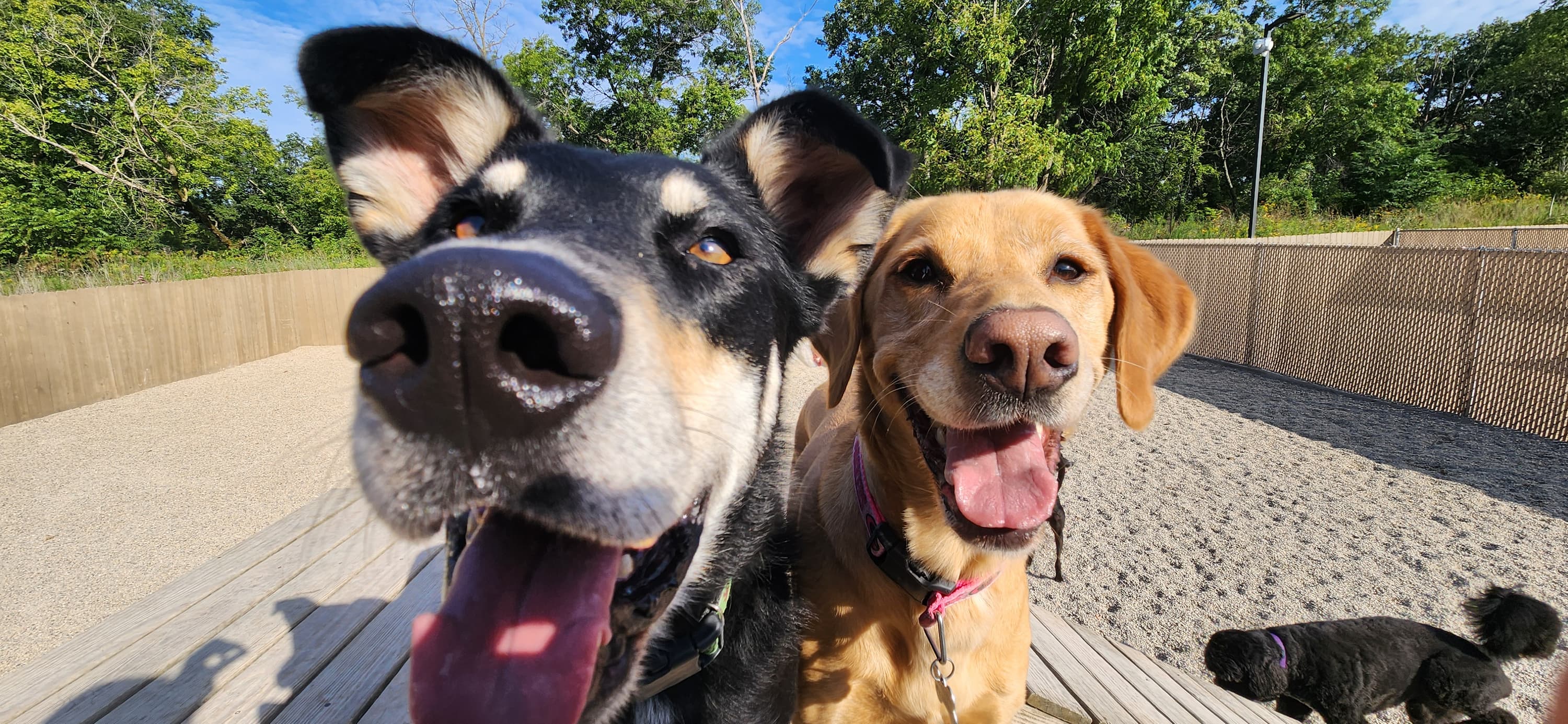 Two happy dogs, tongues out, up close on the outdoor deck at Leader of the Pack
