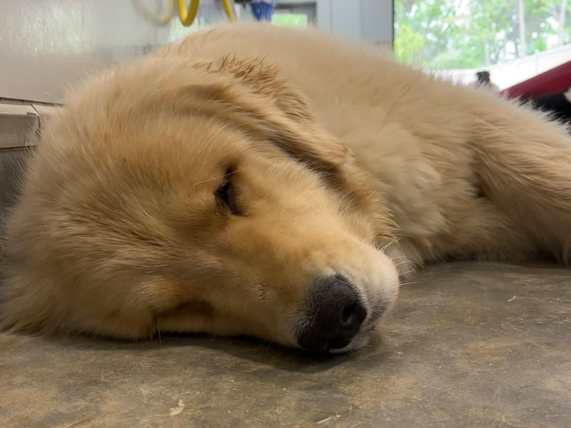 Golden retriever resting peacefully in a quiet corner