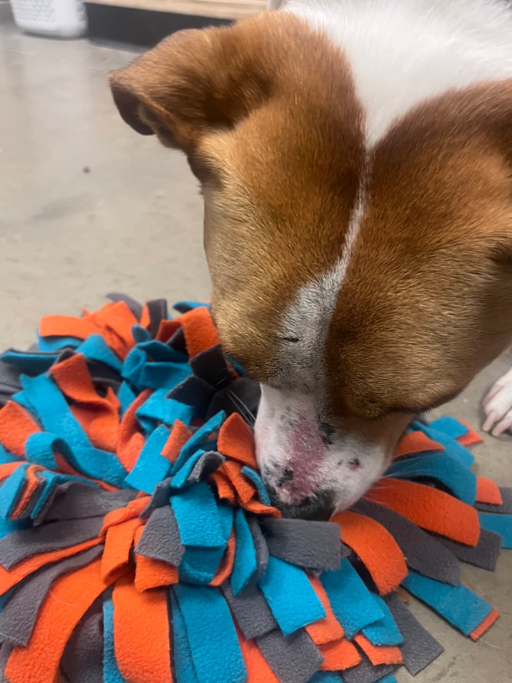 Dog nose-deep in a snuffle mat, orange, teal, and gray fleece strips