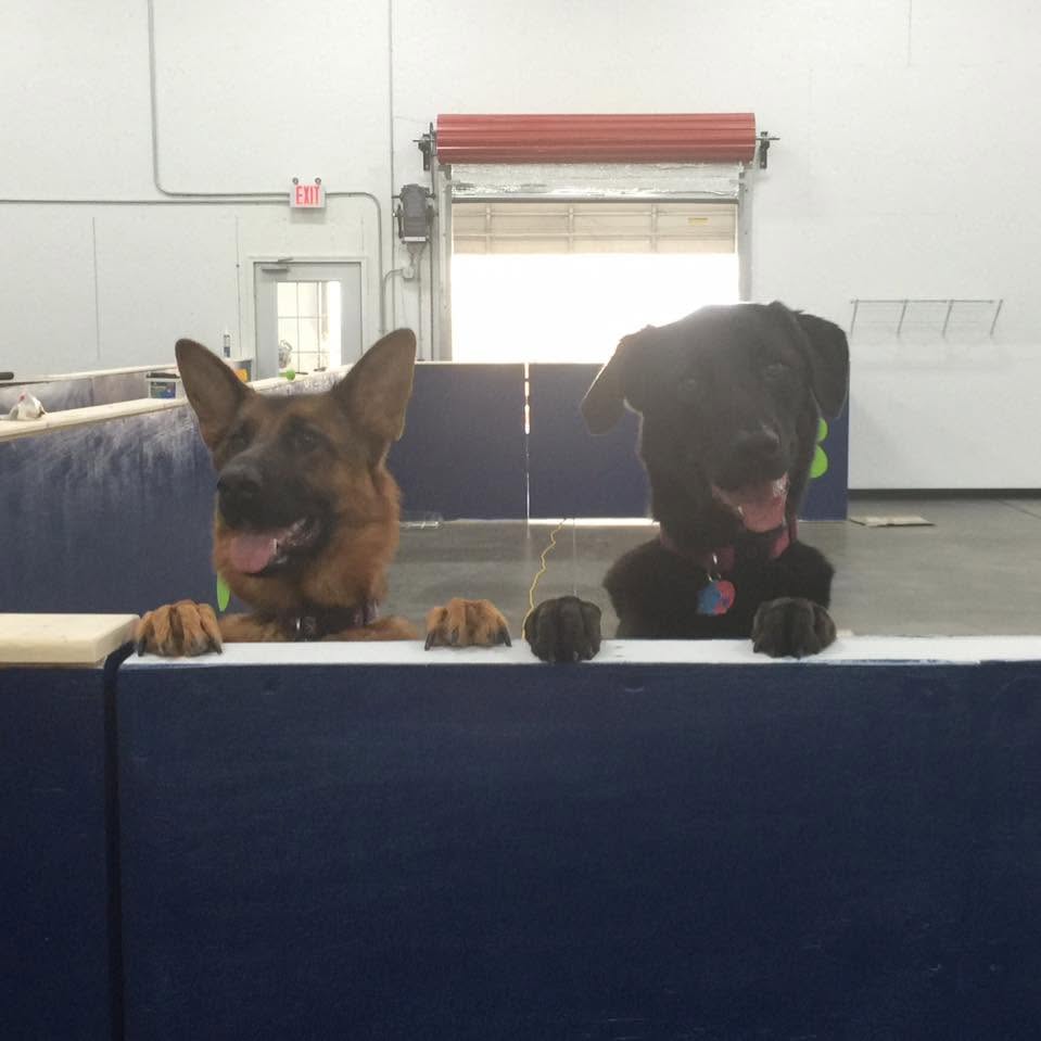 Breck and Gil with their paws up on a half-built wall inside the first building during construction
